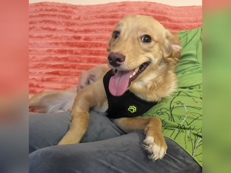 Toby ein feiner Familienhund