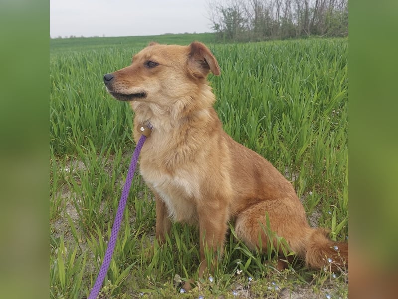 Franzi eine sehr Nähe-bedürftige Hündin