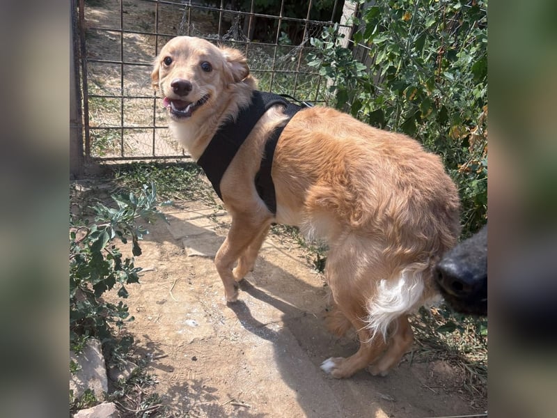 Toby ein feiner Familienhund