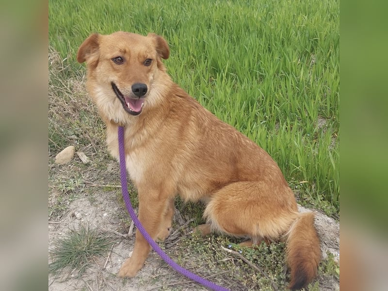 Franzi eine sehr Nähe-bedürftige Hündin