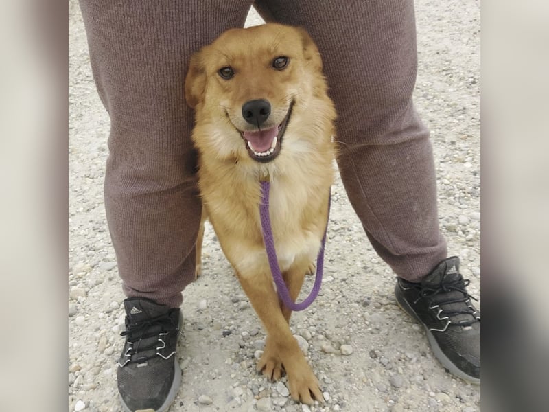 Franzi eine sehr Nähe-bedürftige Hündin