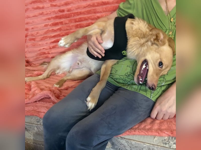 Toby ein feiner Familienhund