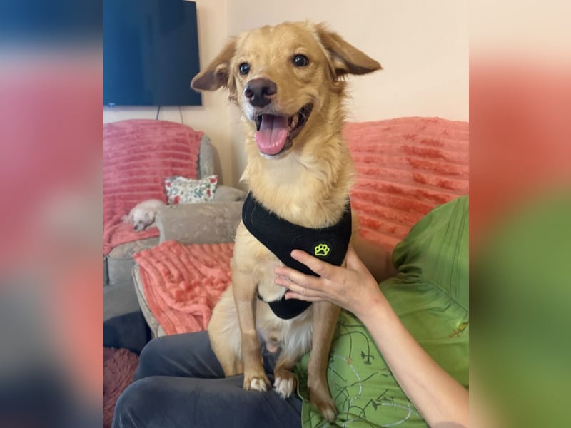 Toby ein feiner Familienhund