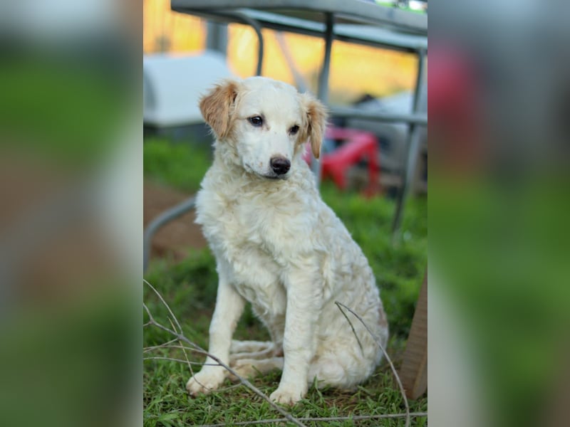 Zuhause für Hannes gesucht – zwei bezaubernde Kokoni-Mix-Welpen