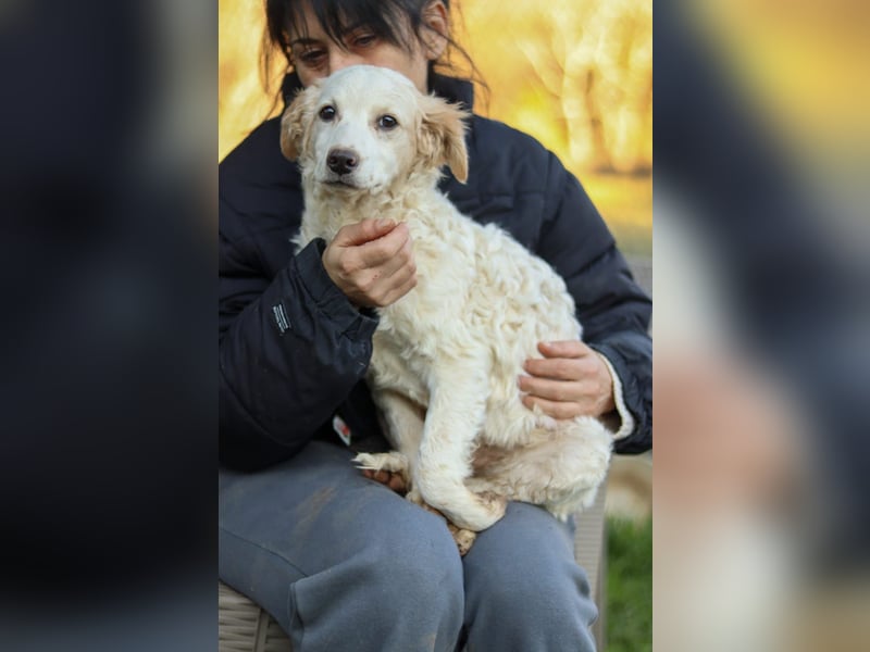 Zuhause für Hannes gesucht – zwei bezaubernde Kokoni-Mix-Welpen