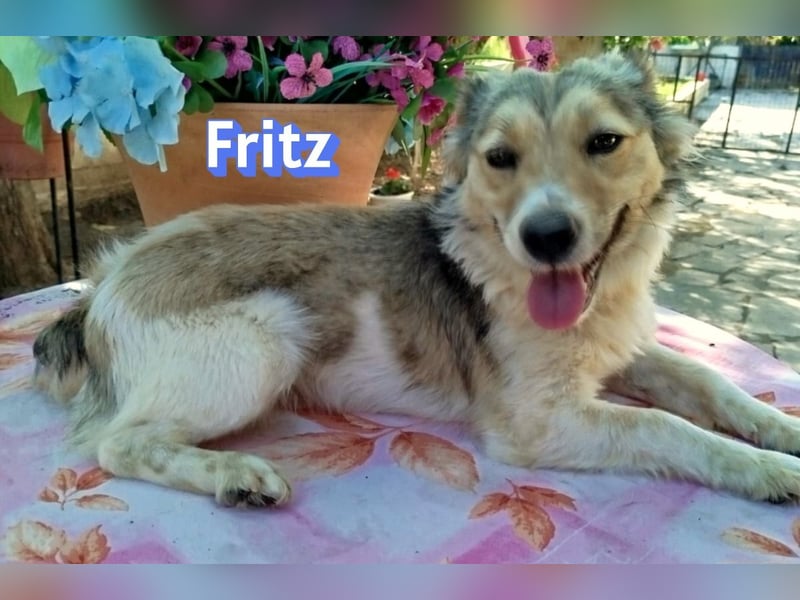 Fritz, 06/24 - süßer Fratz sucht seine Menschen