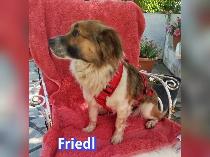 Friedl, 06/24 - Kleiner Kerl sucht seine Menschen