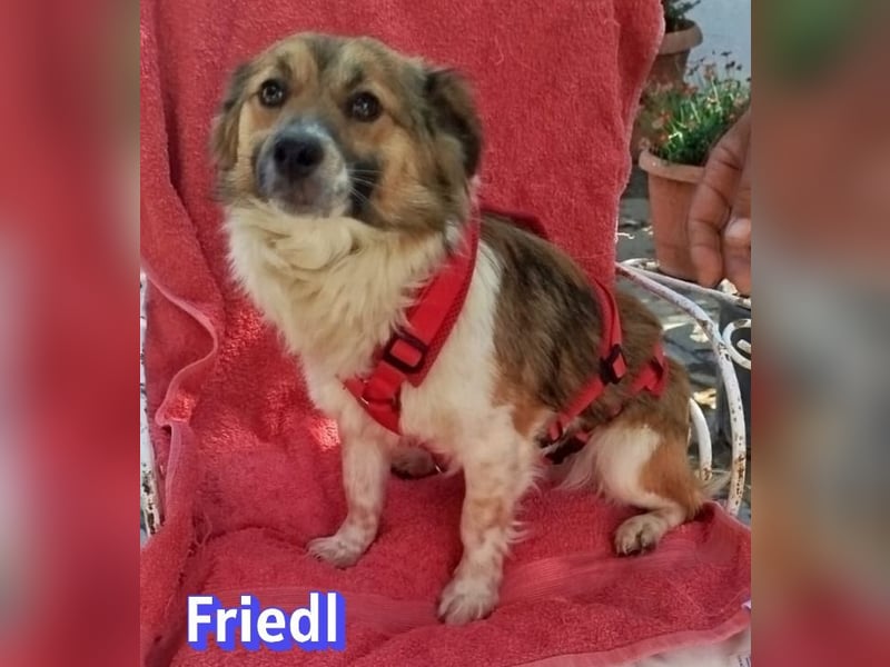 Friedl, 06/24 - Kleiner Kerl sucht seine Menschen