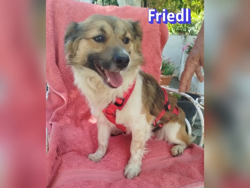 Friedl, 06/24 - Kleiner Kerl sucht seine Menschen