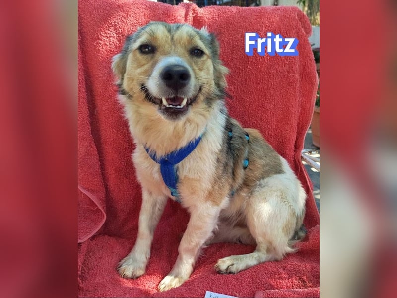 Fritz, 06/24 - süßer Fratz sucht seine Menschen