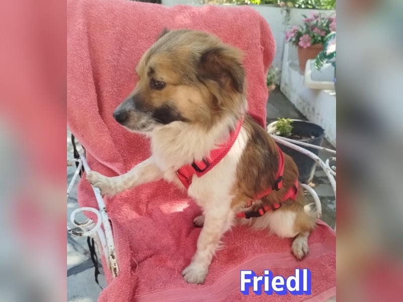 Friedl, 06/24 - Kleiner Kerl sucht seine Menschen