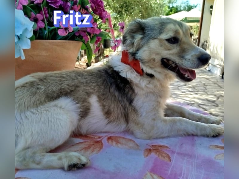 Fritz, 06/24 - süßer Fratz sucht seine Menschen