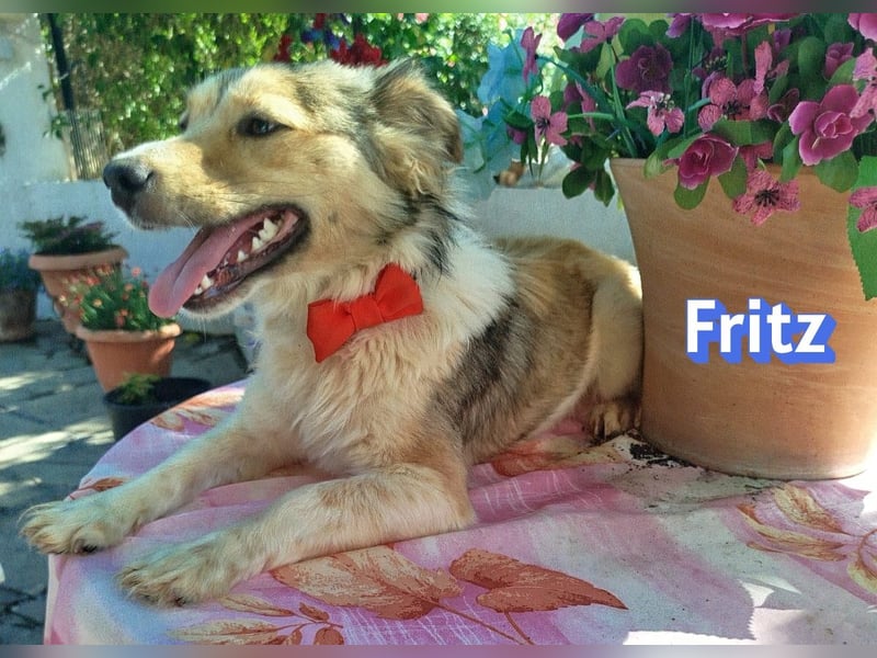 Fritz, 06/24 - süßer Fratz sucht seine Menschen