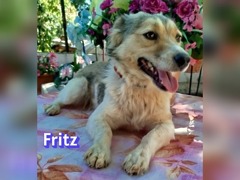 Fritz, 06/24 - süßer Fratz sucht seine Menschen