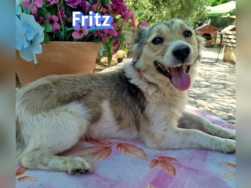 Fritz, 06/24 - süßer Fratz sucht seine Menschen