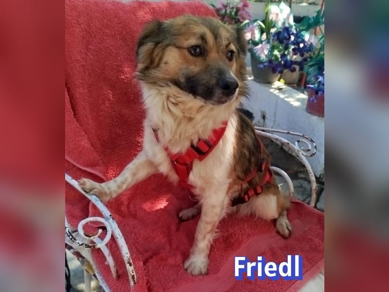 Friedl, 06/24 - Kleiner Kerl sucht seine Menschen