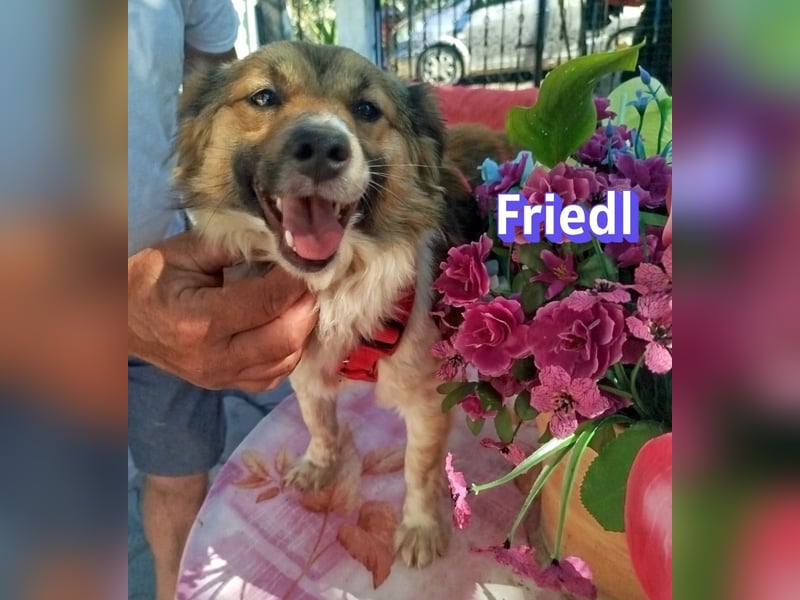 Friedl, 06/24 - Kleiner Kerl sucht seine Menschen