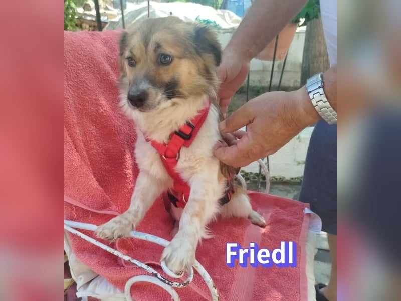 Friedl, 06/24 - Kleiner Kerl sucht seine Menschen