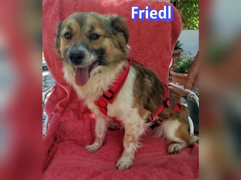 Friedl, 06/24 - Kleiner Kerl sucht seine Menschen