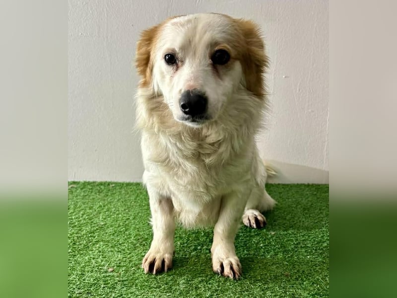 Menschenbezogenes Kokoni Mädchen Foxy