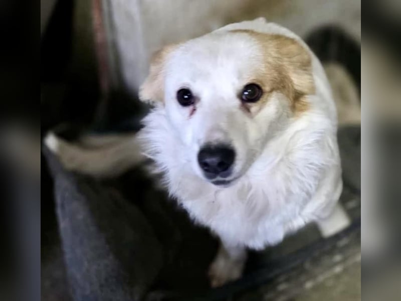 Menschenbezogenes Kokoni Mädchen Foxy