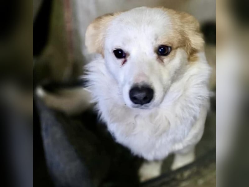 Menschenbezogenes Kokoni Mädchen Foxy