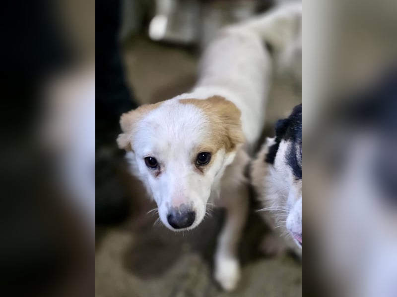 Menschenbezogenes Kokoni Mädchen Foxy