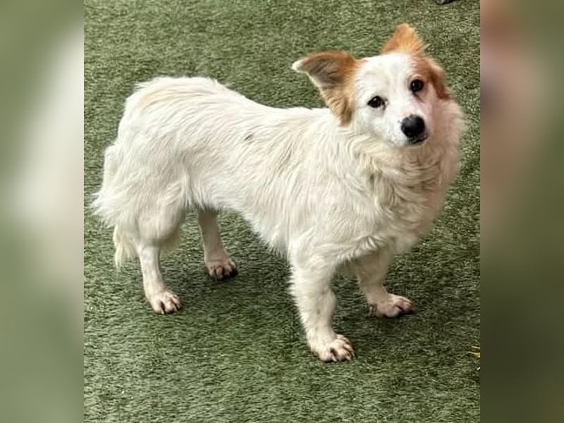 Menschenbezogenes Kokoni Mädchen Foxy