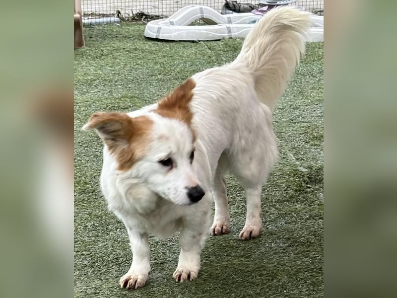 Menschenbezogenes Kokoni Mädchen Foxy