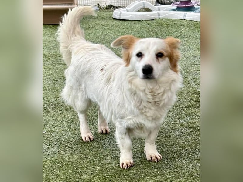 Menschenbezogenes Kokoni Mädchen Foxy