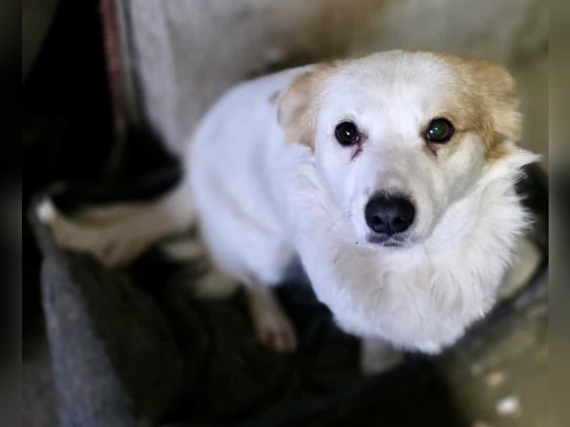 Menschenbezogenes Kokoni Mädchen Foxy