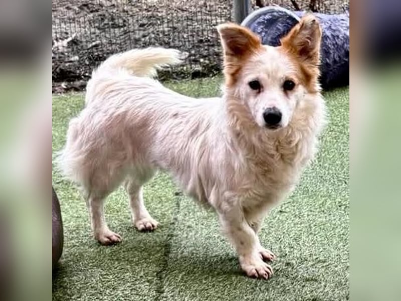 Menschenbezogenes Kokoni Mädchen Foxy