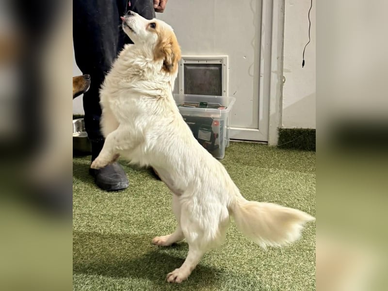 Menschenbezogenes Kokoni Mädchen Foxy