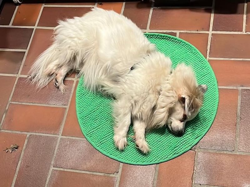 Kokoni Mix KYON sucht eine neue Familie