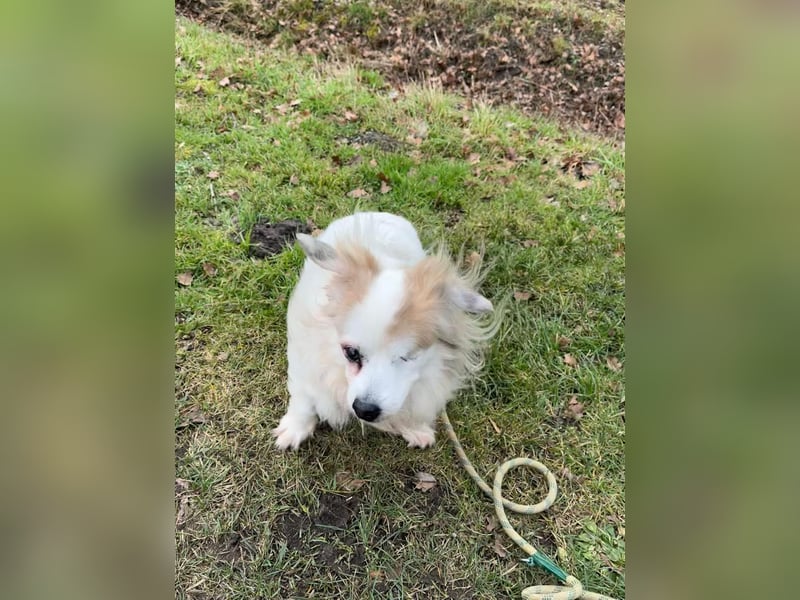 Kokoni Mix KYON sucht eine neue Familie