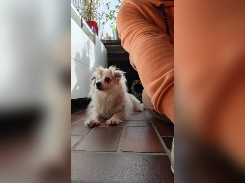 Kokoni Mix KYON sucht eine neue Familie