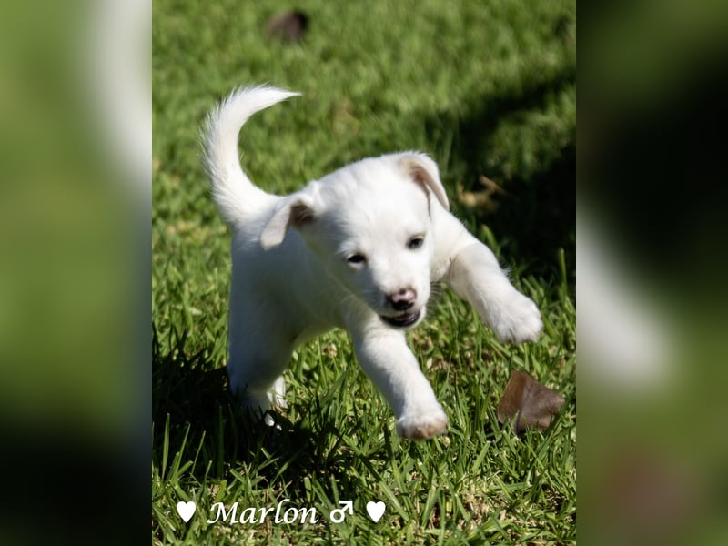 Maisy, Markus, Marlon und Marlow suchen ihre Familie