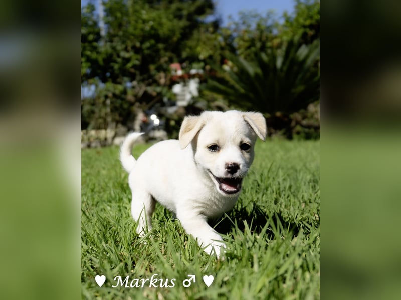 Maisy, Markus, Marlon und Marlow suchen ihre Familie