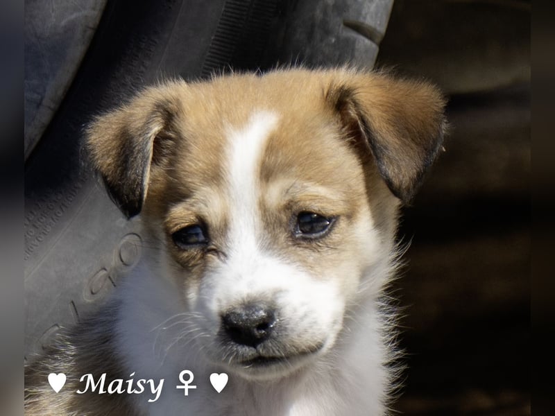 Maisy, Markus, Marlon und Marlow suchen ihre Familie
