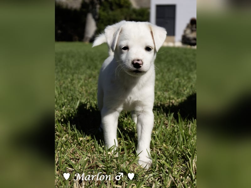 Maisy, Markus, Marlon und Marlow suchen ihre Familie