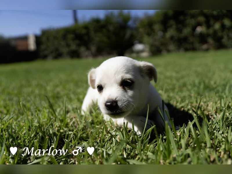Maisy, Markus, Marlon und Marlow suchen ihre Familie