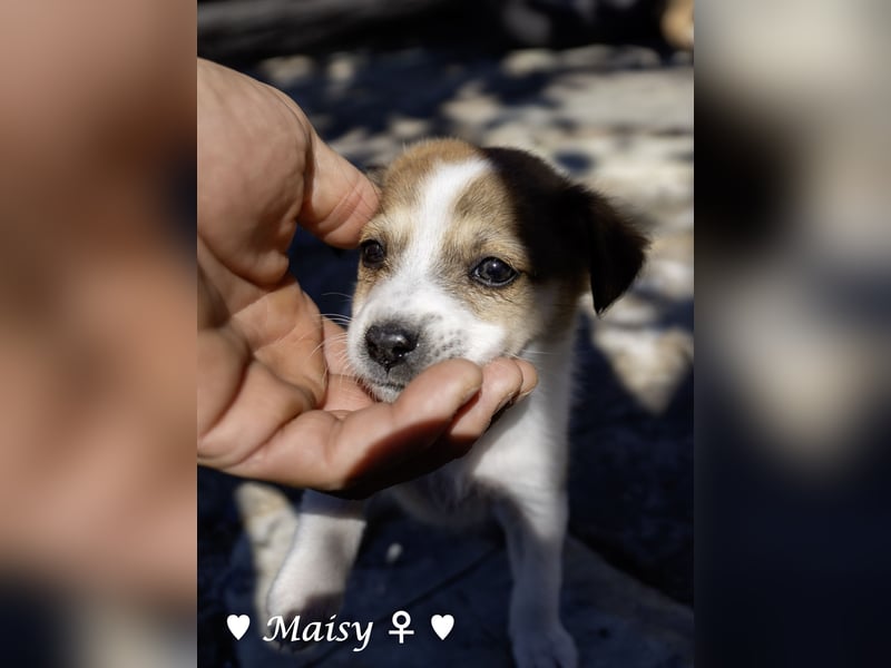 Maisy, Markus, Marlon und Marlow suchen ihre Familie