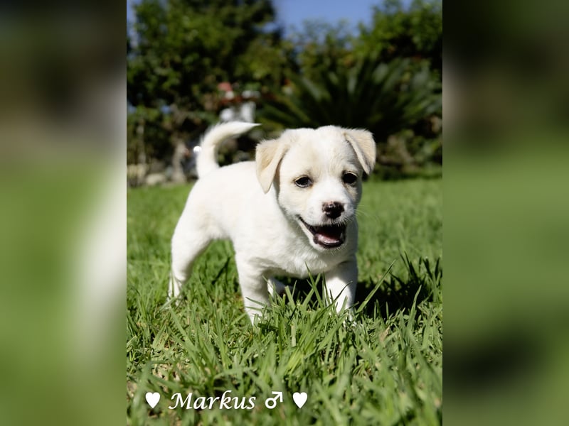 Maisy, Markus, Marlon und Marlow suchen ihre Familie