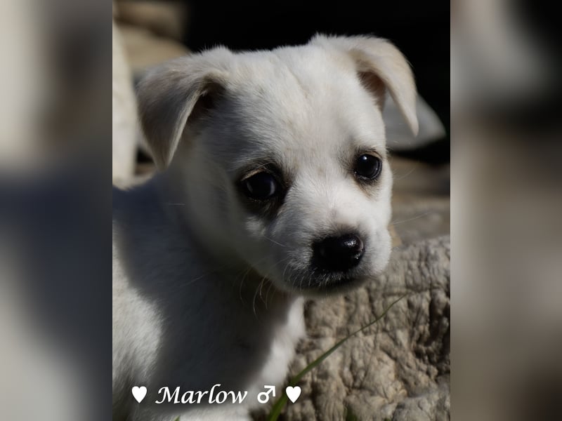 Maisy, Markus, Marlon und Marlow suchen ihre Familie