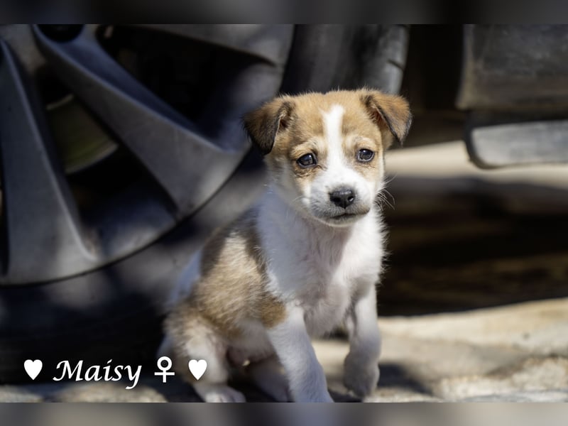Maisy, Markus, Marlon und Marlow suchen ihre Familie