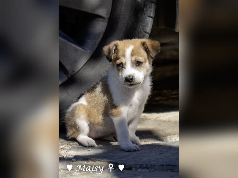 Maisy, Markus, Marlon und Marlow suchen ihre Familie