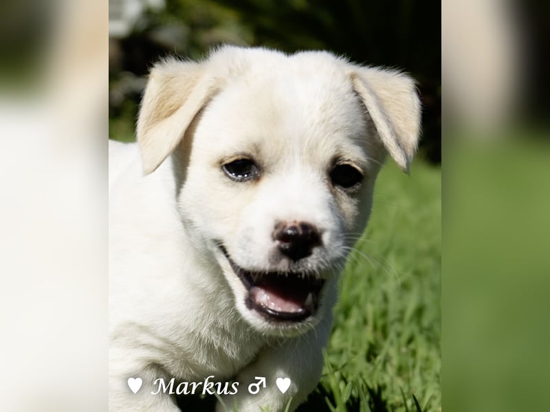 Maisy, Markus, Marlon und Marlow suchen ihre Familie