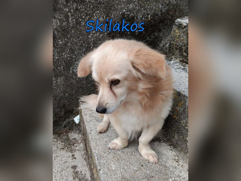 Skilakos geb. 09/2023 (GRC) - menschenbezogener, katzenfreundlicher Kuschler!