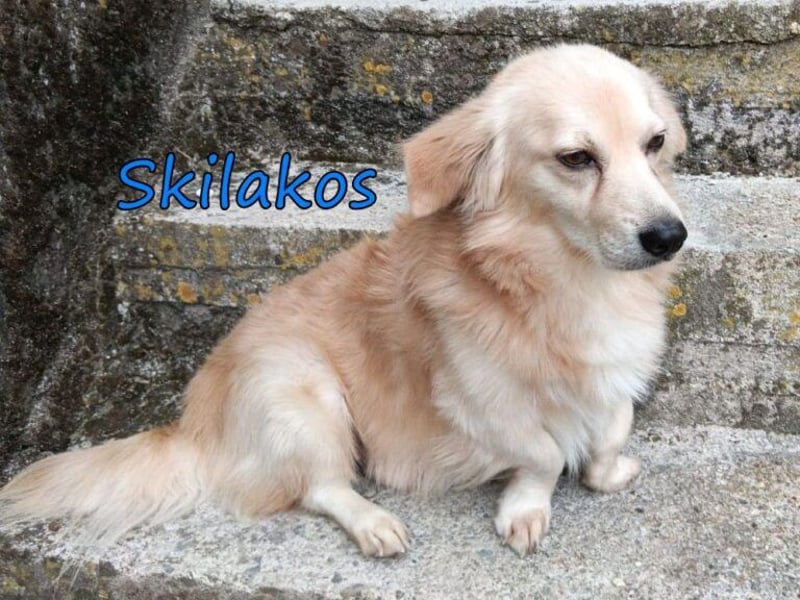 Skilakos geb. 09/2023 (GRC) - menschenbezogener, katzenfreundlicher Kuschler!