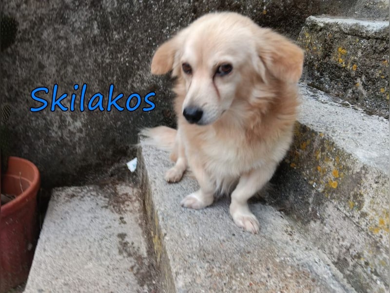 Skilakos geb. 09/2023 (GRC) - menschenbezogener, katzenfreundlicher Kuschler!